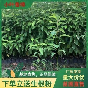 龙脑樟树苗正宗小叶香樟树苗行道树绿化风景树庭院绿化苗驱蚊防虫