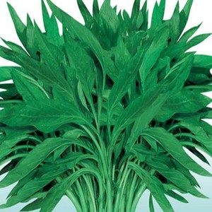 苋菜高产春不老柳叶青苋菜种籽早熟四季青菜盆栽阳台蔬菜