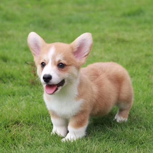 柯基幼犬纯种威尔士两三色小短腿柯基狗狗活幼体宠物活物小狗动物