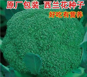 西兰花菜种子有机松花菜种籽花椰菜高产绿色花菜种孑春秋四季蔬菜