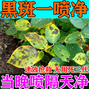黑斑病专用药月季兰花绿植盆栽肥料专治白粉病蚜虫红蜘蛛黄叶烂根