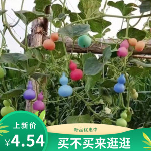天然七彩葫芦籽种孑植物盆栽包发芽手捻葫芦宝葫芦特小葫芦种孑