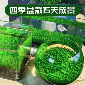 透明玻璃鱼缸创意圆形办公室桌面斗鱼缸小型客厅家用生态小金鱼缸