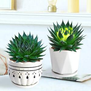 热卖冰花芦荟盆栽室内绿植花卉好养易活四季波露多肉大棵净化空气