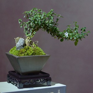 六月雪盆栽老庄提根造型盆景花卉四季金边六月雪盆景植物室内易活