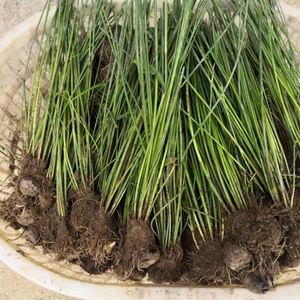 马蹄荸荠苗种植