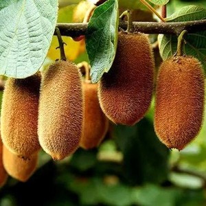 猕猴桃新鲜5斤30个贵州修文贵长猕猴桃迷你猕猴桃软枣猕猴桃