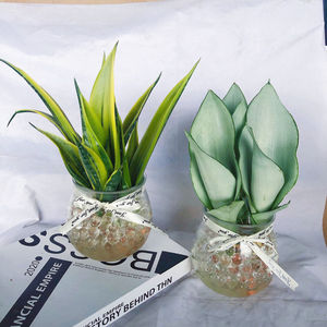 【推荐】白玉超值虎皮兰室内水培小盆栽易好养活的净化空气吸甲醛
