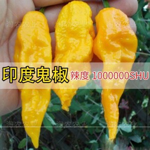 黄灯笼辣椒苗印度魔鬼椒断魂椒超辣王辣椒种子四季播黄灯笼辣椒