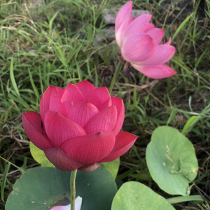 中小型荷花碗莲【醉湘云】盆栽水生植物观赏花卉种藕2023年