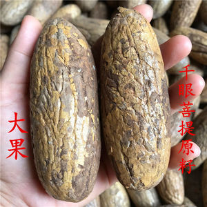 千眼菩提精品原籽原料大果阴皮绿果文玩胖果把玩挂件天然手串老料