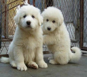 桂林本地犬舍出售纯种大白熊幼犬熊版巨大型宠物狗家养活体幼崽