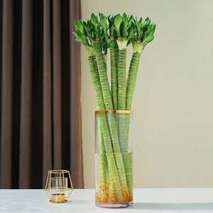 龙竹带根水培富贵竹观音竹发财竹转运竹招财家用客厅水养植物绿植