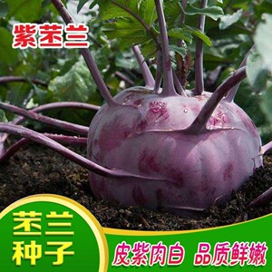 青苤蓝种子疙瘩大头菜水果紫苤蓝种籽特大高产盆载春秋四季蔬菜孑