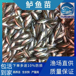 鲈鱼苗淡水加州七星批梭鲈鱼苗发大口大规格水花鱼苗鲜活深海鱼苗