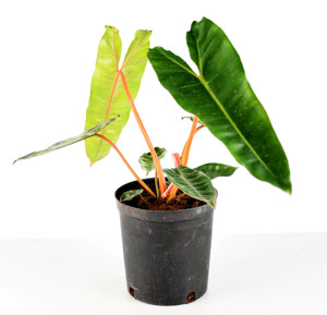 橙柄蔓绿绒室内网红植物观叶盆栽净化空气花园包邮