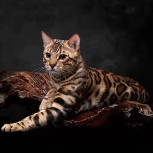 纯种孟加拉豹猫大玫瑰花纹家养短毛幼猫豹纹宠物银豹猫咪163人付款58