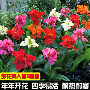 美人蕉种球四季易养花卉盆栽室外庭院地栽植物花苗多年生带芽根茎