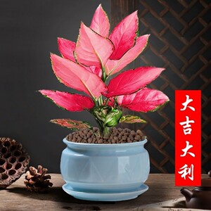 吉利中国红盆栽如意皇后万年红室内花卉万年青水培好养办公室植物