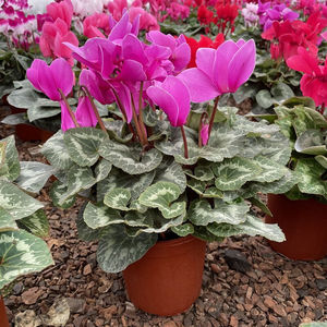 若绿仙客来盆栽带花苞室内花卉重瓣迎客来四季开花好养兔耳朵绿植