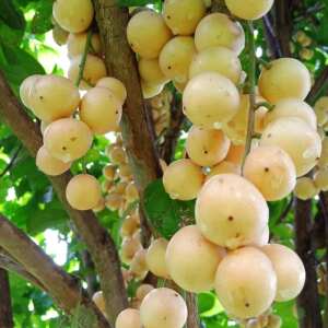 广西野生白皮红皮三丫果假山竹木奶果水果新鲜现摘现发木赖3斤