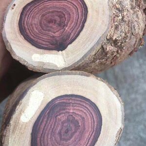 紫檀柳原木料越南原木料饼料手串佛珠弹弓拐杖料手把件棍子料鬼脸