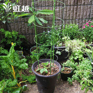 【虹越】爬藤植物支架daim系列花架铁线莲藤本花卉植物专用花架高