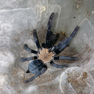 印尼金背地老虎