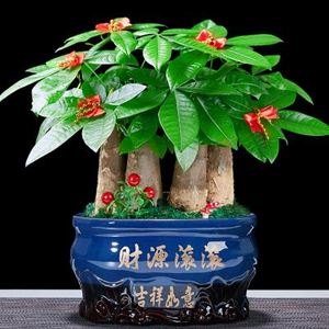 收银台招财绿植