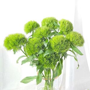 绿毛球乒乓菊鲜花花束云南基地直发室内插花水养送女友装饰礼物品