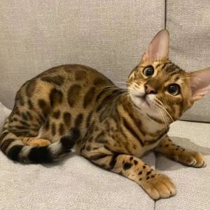 纯种孟加拉豹猫活体幼猫豹纹猫咪活物宠物猫幼崽小猫短毛的虎斑猫