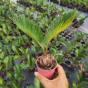 鱼骨双子铁铁树盆景铁树小苗客厅盆栽四季常青绿植庭院办公室防辐