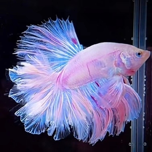 泰国斗鱼半月将军婚纱尾特殊尾小型观赏鱼热带鱼蓝色原斗直播间