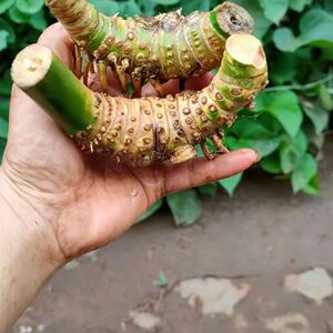 喜欢梅07淘宝紫竹根料10个 竹根雕竹鞭 手把玩