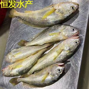 广东湛江特产新鲜黄花鱼黄花鱼新鲜冷冻大黄鱼海鱼海鲜水产3斤装