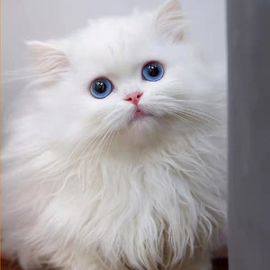广州本地猫舍出售金吉拉幼猫纯白长毛蓝眼宠物猫温顺粘人宠物猫