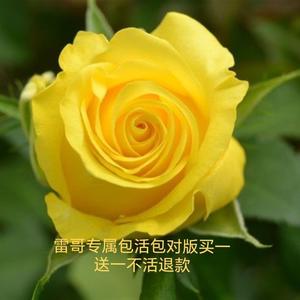 金枝玉叶 新品云南切花月季黄色玫瑰花苗 带土发货绿植花卉吸色