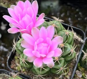 仙人球 丽蛇牡丹实生 多肉植物仙人掌室内防辐射耐旱小盆栽