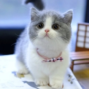 可爱的小宠物活体