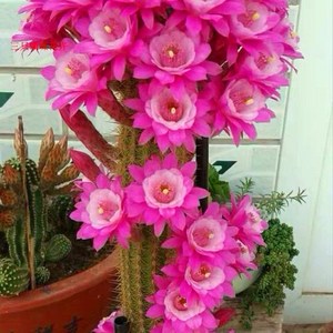 大凤龙仙人柱超大颗仙人柱奥拓开大花容易开花仙人球盆栽防辐射金