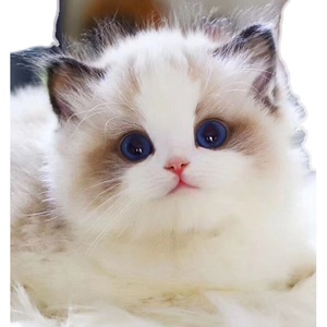 纯种布偶猫幼猫活物蓝双海双仙女猫活体蓝眼睛长毛猫幼崽宠物猫咪