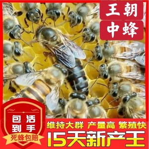 中蜂蜂王种王优质高产蜜蜂活体双色杂交土蜂群阿坝黑色土蜂产卵王