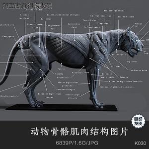动物骨骼肌肉结构图片资料素材 生物解刨线稿图谱绘画艺术参考