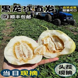 【顺丰】正宗东北甜瓜新鲜黑龙江大地香瓜白糖罐现摘水果5斤超甜