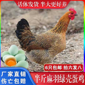活体家养小鸡半斤鸡青脚鸡土鸡黄羽麻鸡老母鸡产蛋王鸡下蛋小母鸡