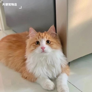 山东狮子猫长毛猫咪奶牛猫异曈鸳鸯眼双蓝眼黑白色橘色狸花长毛橘