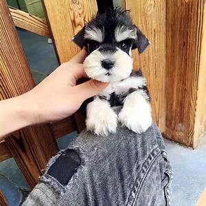 出售纯种雪纳瑞幼犬黑银椒盐色迷你宠物狗活物小型犬幼崽活体狗狗
