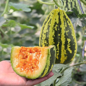 冰糖子甜瓜种子苗 超甜花蜜特甜香瓜高产夏季种籽孑 阳台盆栽瓜苗