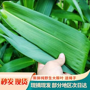 粽叶免邮新鲜干粽子叶大号粽粑叶竹叶包粽子的叶子棕叶竹非芦苇叶抖