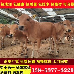 出售改良黄牛小肉牛犊三五元杂交小牛苗活体西门塔尔3-6个月技术